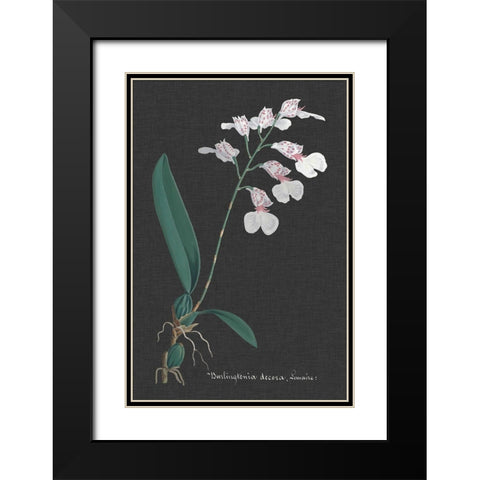 Orchid on Slate VI Black Modern Wood Framed Art Print with Double Matting by Vision Studio