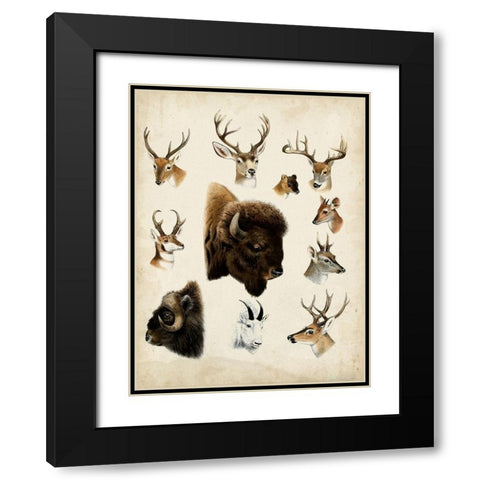 Western Animal Species I Black Modern Wood Framed Art Print with Double Matting by Unknown