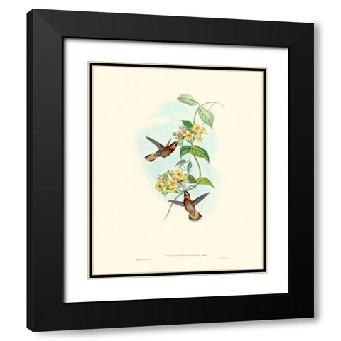 Hummingbird Delight II Black Modern Wood Framed Art Print with Double Matting by Gould, John