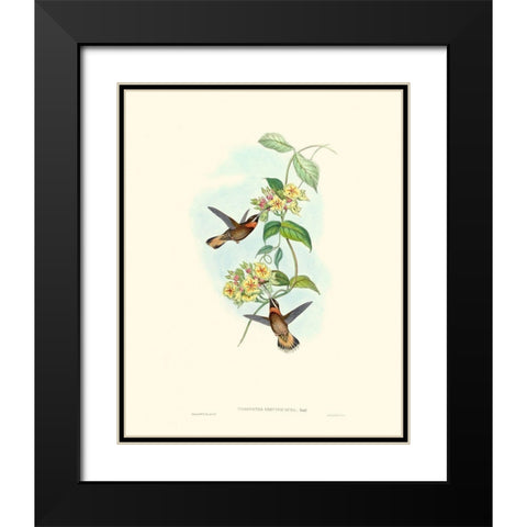 Hummingbird Delight II Black Modern Wood Framed Art Print with Double Matting by Gould, John