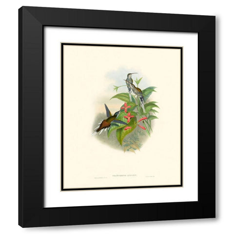 Hummingbird Delight IV Black Modern Wood Framed Art Print with Double Matting by Gould, John