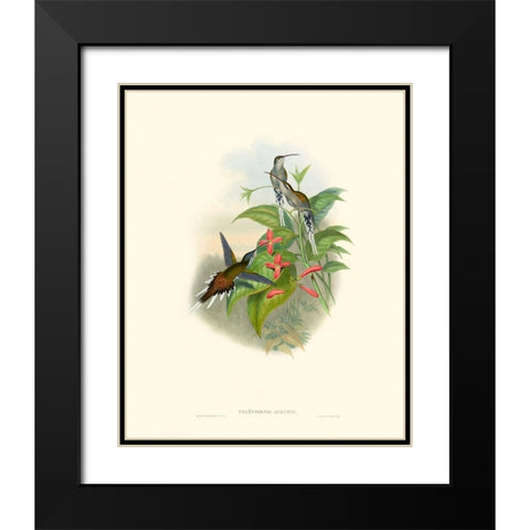 Hummingbird Delight IV Black Modern Wood Framed Art Print with Double Matting by Gould, John