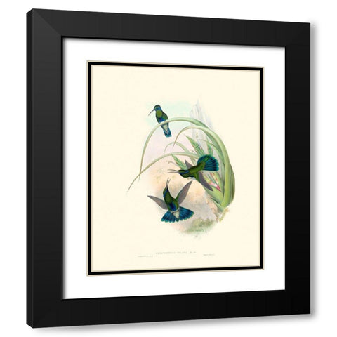 Hummingbird Delight VI Black Modern Wood Framed Art Print with Double Matting by Gould, John