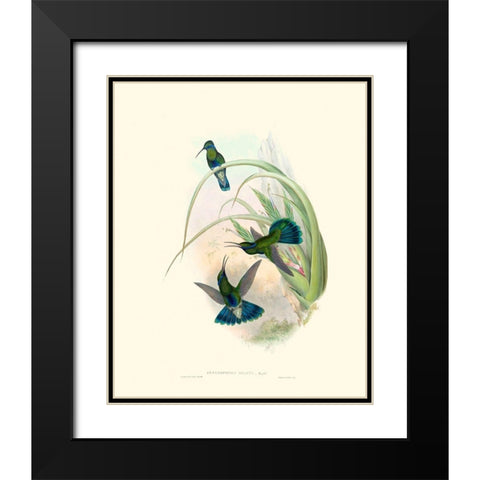 Hummingbird Delight VI Black Modern Wood Framed Art Print with Double Matting by Gould, John