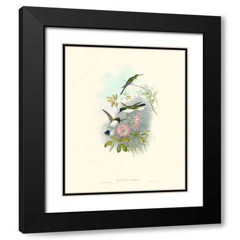 Hummingbird Delight VIII Black Modern Wood Framed Art Print with Double Matting by Gould, John