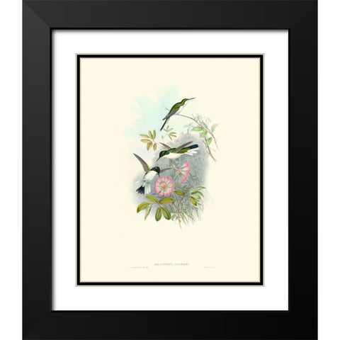 Hummingbird Delight VIII Black Modern Wood Framed Art Print with Double Matting by Gould, John
