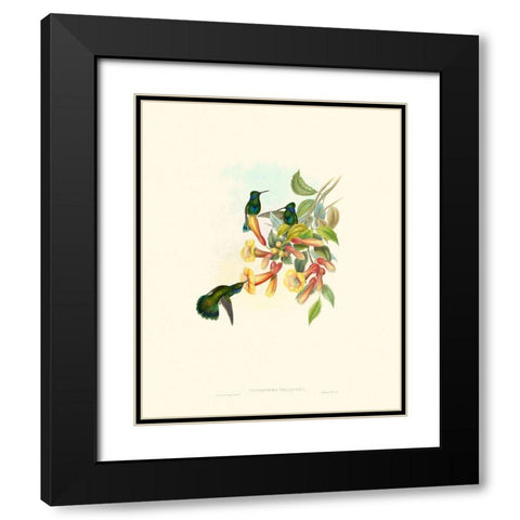 Hummingbird Delight IX Black Modern Wood Framed Art Print with Double Matting by Gould, John