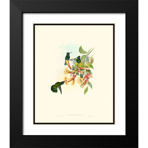 Hummingbird Delight IX Black Modern Wood Framed Art Print with Double Matting by Gould, John