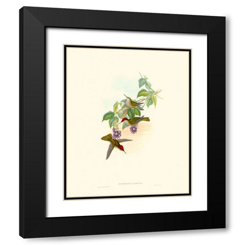 Hummingbird Delight XII Black Modern Wood Framed Art Print with Double Matting by Gould, John