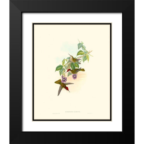 Hummingbird Delight XII Black Modern Wood Framed Art Print with Double Matting by Gould, John