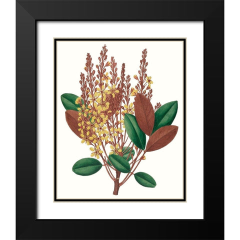 Fall Foliage II Black Modern Wood Framed Art Print with Double Matting by Unknown