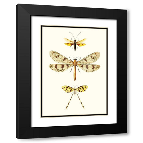 Entomology Series I Black Modern Wood Framed Art Print with Double Matting by Blanchard