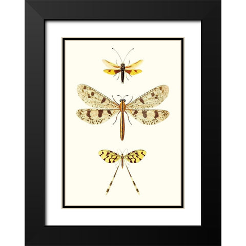Entomology Series I Black Modern Wood Framed Art Print with Double Matting by Blanchard