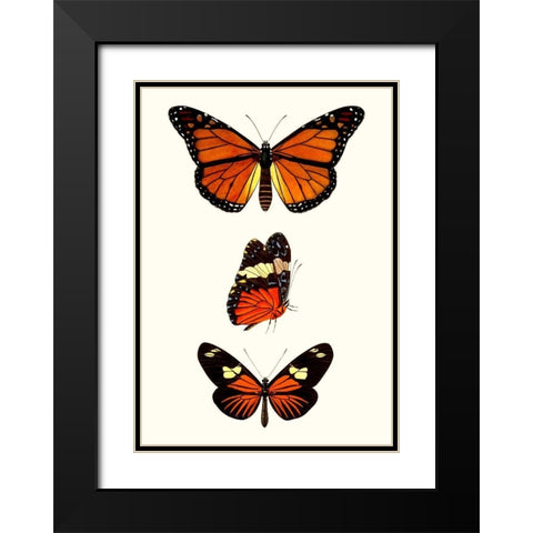 Entomology Series II Black Modern Wood Framed Art Print with Double Matting by Blanchard