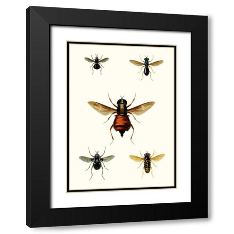 Entomology Series III Black Modern Wood Framed Art Print with Double Matting by Blanchard