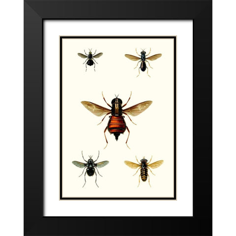 Entomology Series III Black Modern Wood Framed Art Print with Double Matting by Blanchard