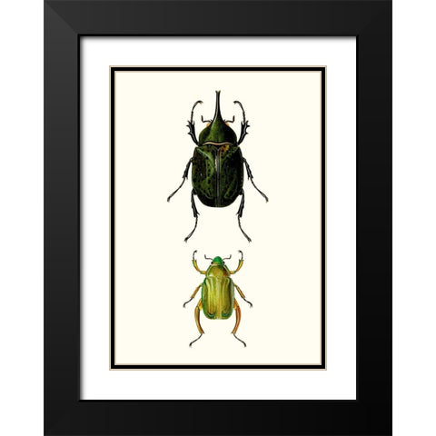 Entomology Series IV Black Modern Wood Framed Art Print with Double Matting by Blanchard