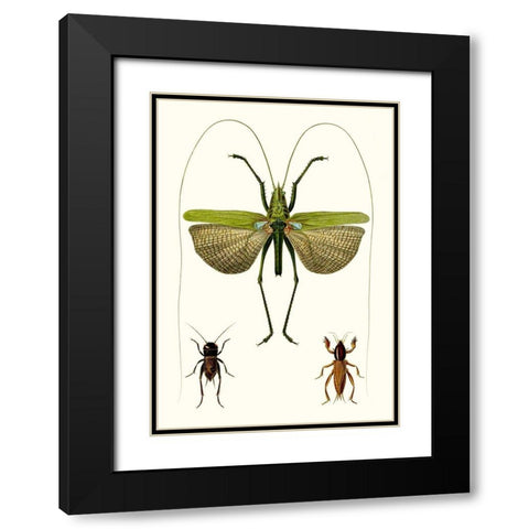Entomology Series V Black Modern Wood Framed Art Print with Double Matting by Blanchard