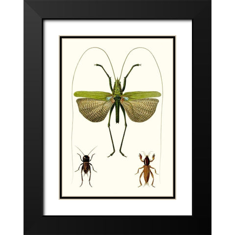 Entomology Series V Black Modern Wood Framed Art Print with Double Matting by Blanchard