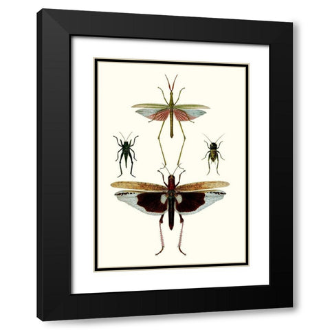 Entomology Series VI Black Modern Wood Framed Art Print with Double Matting by Blanchard