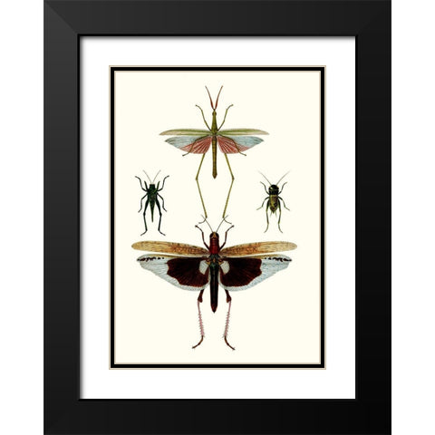 Entomology Series VI Black Modern Wood Framed Art Print with Double Matting by Blanchard