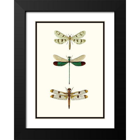 Entomology Series VII Black Modern Wood Framed Art Print with Double Matting by Blanchard