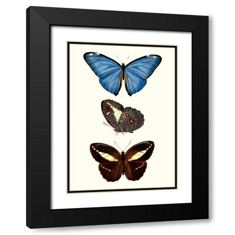 Entomology Series VIII Black Modern Wood Framed Art Print with Double Matting by Blanchard