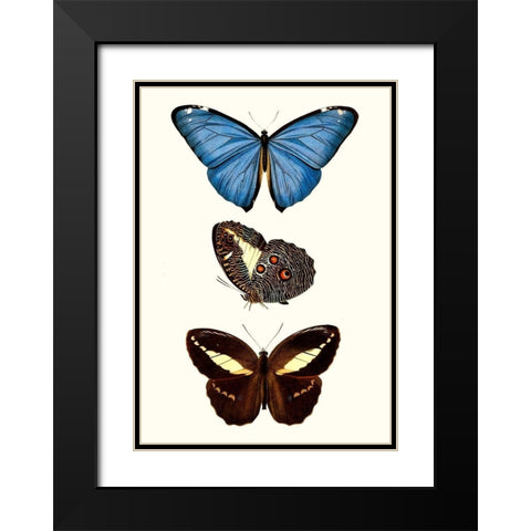 Entomology Series VIII Black Modern Wood Framed Art Print with Double Matting by Blanchard