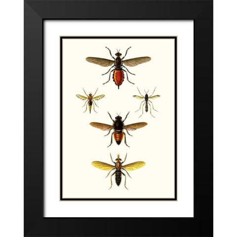 Entomology Series IX Black Modern Wood Framed Art Print with Double Matting by Blanchard