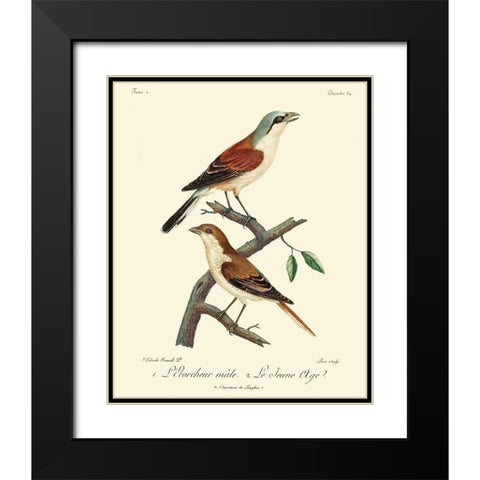 Vintage French Birds I Black Modern Wood Framed Art Print with Double Matting by de Langlois