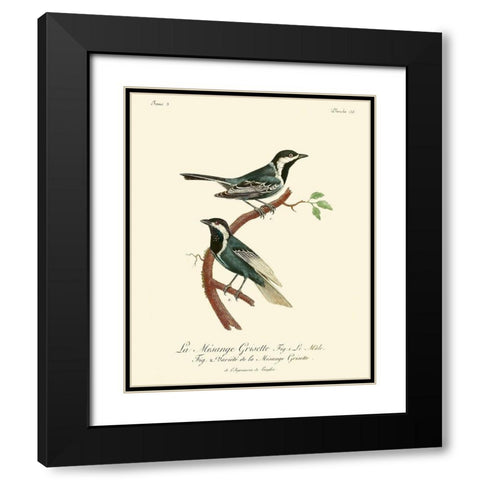 Vintage French Birds III Black Modern Wood Framed Art Print with Double Matting by de Langlois