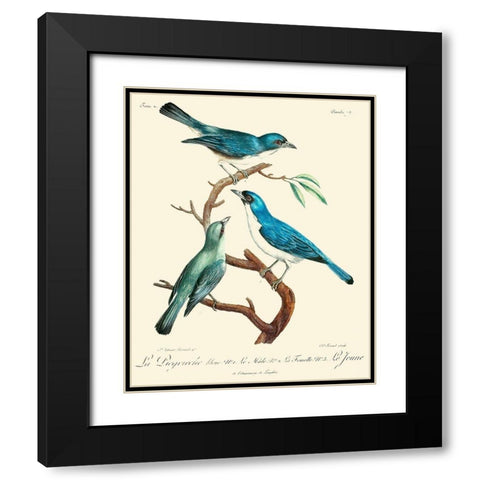Vintage French Birds IV Black Modern Wood Framed Art Print with Double Matting by de Langlois