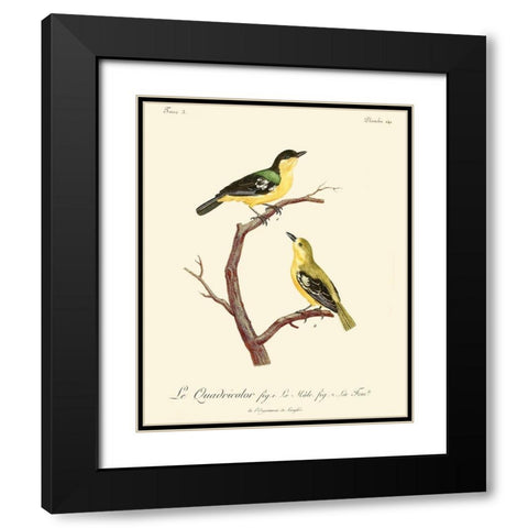 Vintage French Birds V Black Modern Wood Framed Art Print with Double Matting by de Langlois