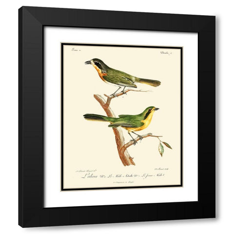 Vintage French Birds VI Black Modern Wood Framed Art Print with Double Matting by de Langlois