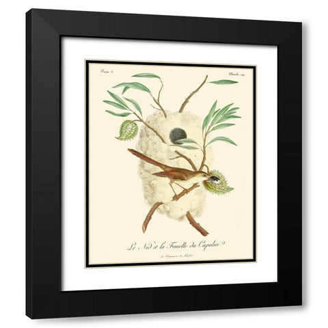 Vintage French Birds VII Black Modern Wood Framed Art Print with Double Matting by de Langlois