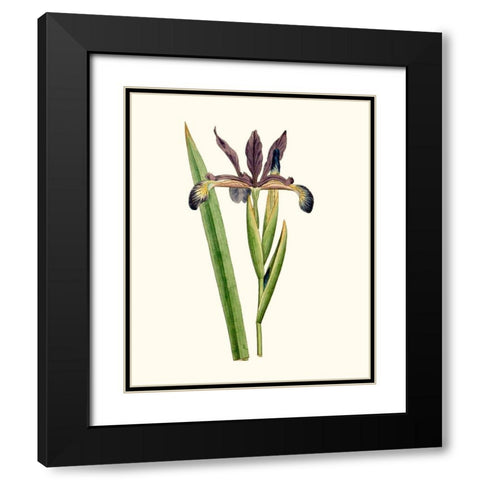 Antique Iris III Black Modern Wood Framed Art Print with Double Matting by Curtis