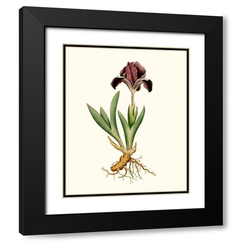 Antique Iris IV Black Modern Wood Framed Art Print with Double Matting by Curtis