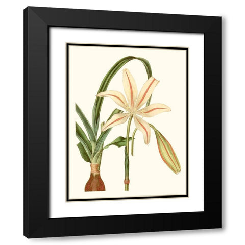 Antique Amaryllis I Black Modern Wood Framed Art Print with Double Matting by Curtis