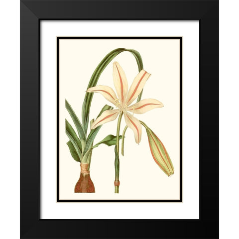 Antique Amaryllis I Black Modern Wood Framed Art Print with Double Matting by Curtis