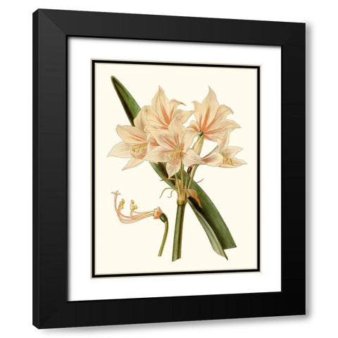 Antique Amaryllis II Black Modern Wood Framed Art Print with Double Matting by Curtis