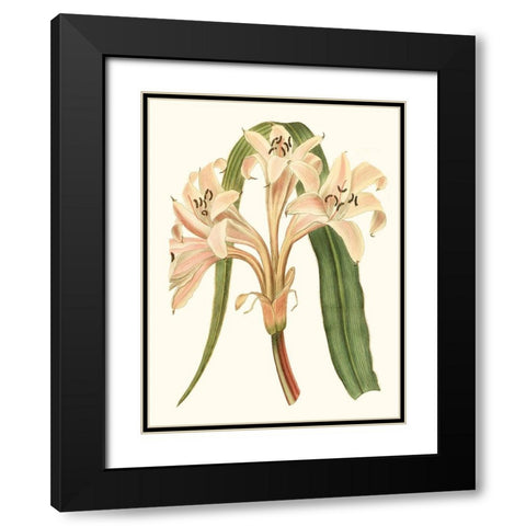 Antique Amaryllis III Black Modern Wood Framed Art Print with Double Matting by Curtis