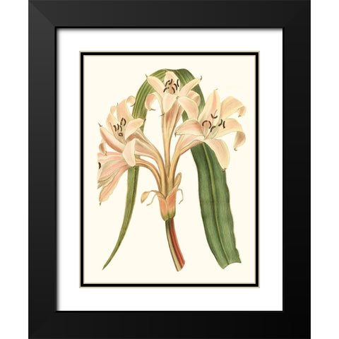 Antique Amaryllis III Black Modern Wood Framed Art Print with Double Matting by Curtis