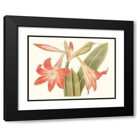 Antique Amaryllis IV Black Modern Wood Framed Art Print with Double Matting by Curtis