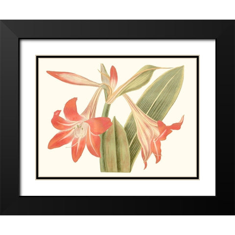 Antique Amaryllis IV Black Modern Wood Framed Art Print with Double Matting by Curtis