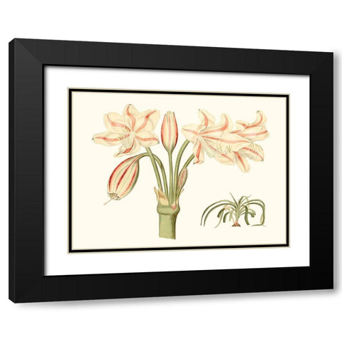 Antique Amaryllis V Black Modern Wood Framed Art Print with Double Matting by Curtis