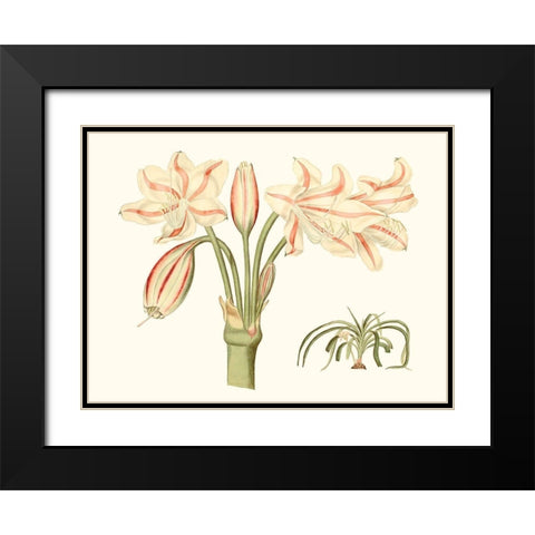 Antique Amaryllis V Black Modern Wood Framed Art Print with Double Matting by Curtis
