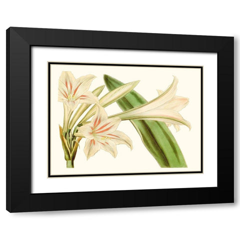 Antique Amaryllis VI Black Modern Wood Framed Art Print with Double Matting by Curtis