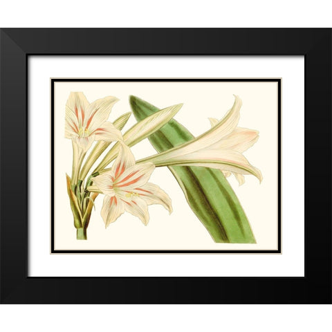 Antique Amaryllis VI Black Modern Wood Framed Art Print with Double Matting by Curtis