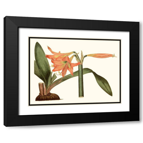 Antique Amaryllis VII Black Modern Wood Framed Art Print with Double Matting by Curtis
