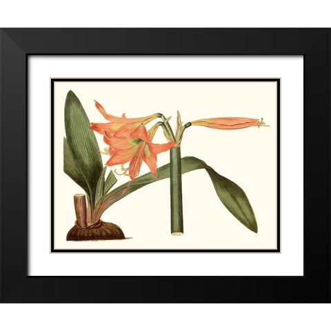 Antique Amaryllis VII Black Modern Wood Framed Art Print with Double Matting by Curtis